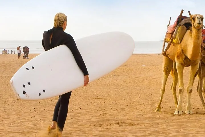 Surfer walking past camels on Essaouira beach