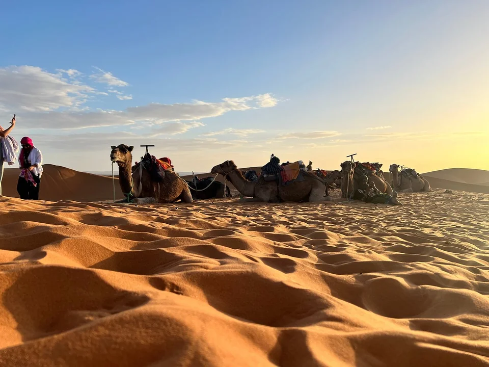 Camels resting in the dunes during a two-day Merzouga desert tour from Fes