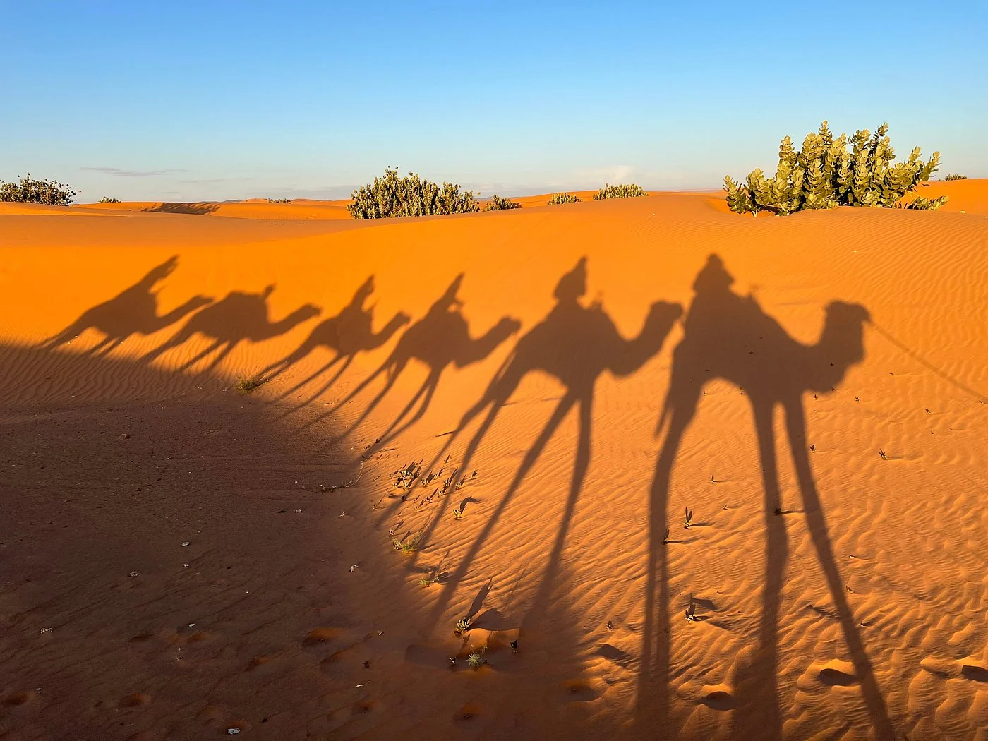 Long camel shadows across the Merzouga dunes in golden light