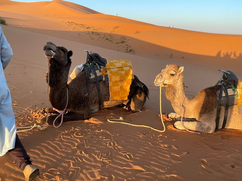 Camels resting among the Erg Chebbi dunes during a four-day Fes to Marrakech tour