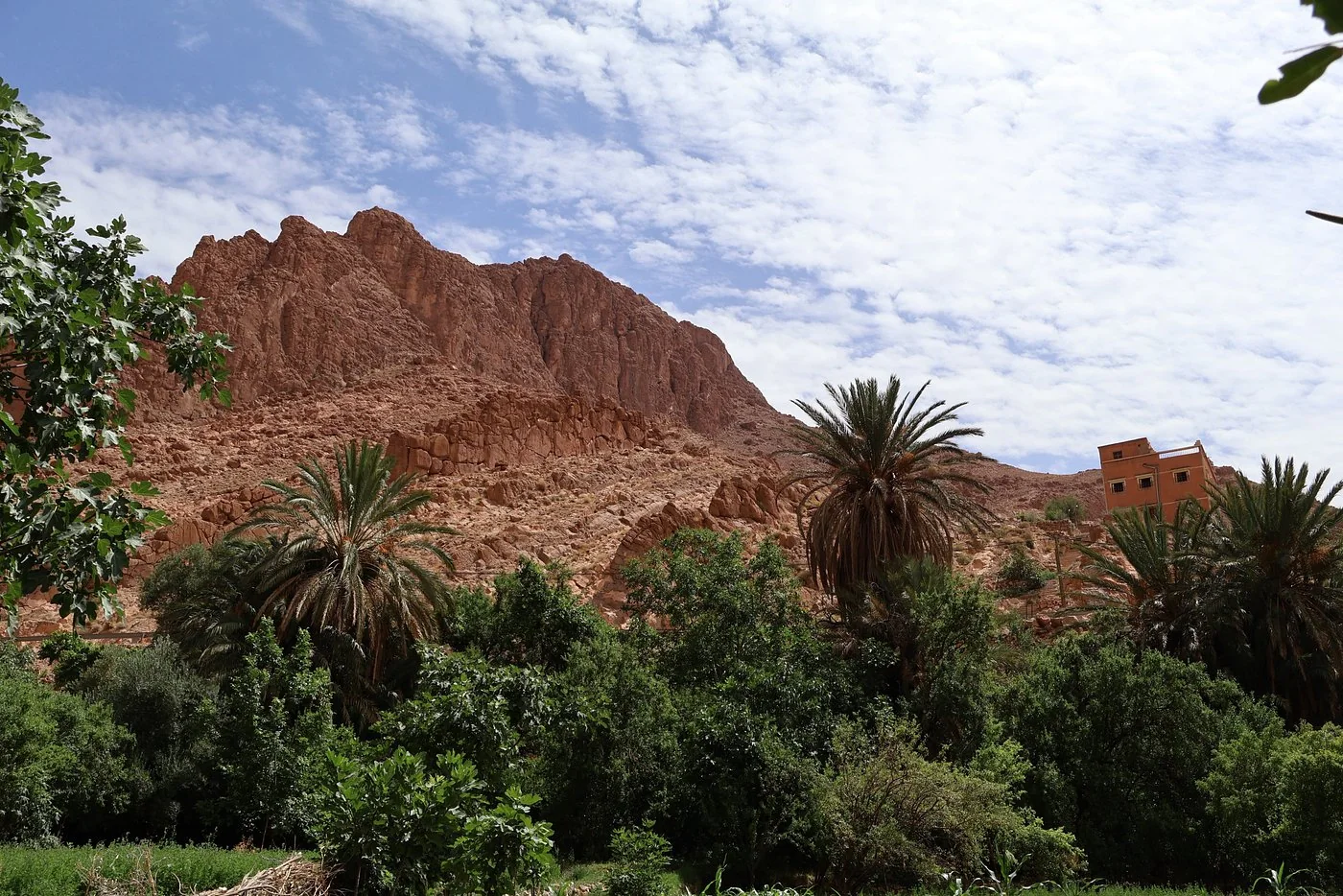 Palm trees and red cliffs near Todra Gorge